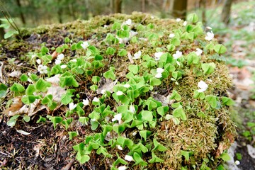 White flowers, green leaves. Green background