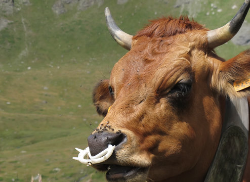 vaches savoyardes en alpage 