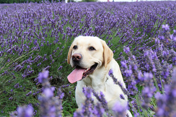 Beautiful labrador seats in lavender field