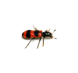 red beetle on a white