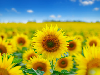 Fototapeta premium field of blooming sunflowers