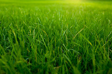 Grass. Natural green background.