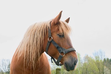 Obraz premium Portrait of a thoroughbred chestnut stallion. Horse head