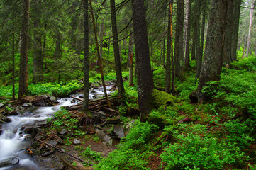 Obraz premium River in the woods