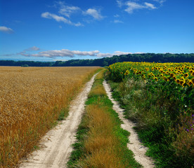 road in field