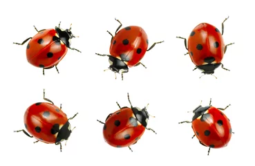 Fotobehang Collection of ladybugs © Alekss