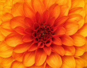 flower and beautiful petals