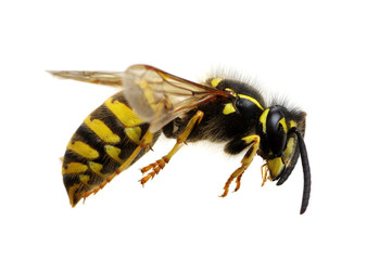wasp isolated on white