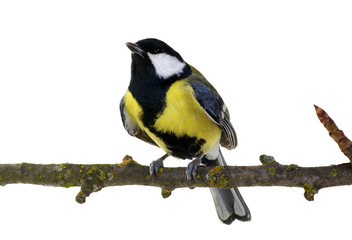 great tit on a branch