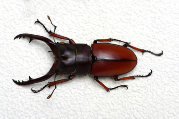 Stag beetle isolated on white