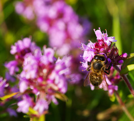 Bee on the flower