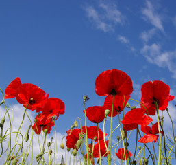 Red poppies on field