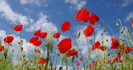 Fototapeta premium Red poppies on field