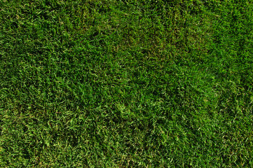 Background of a green grass