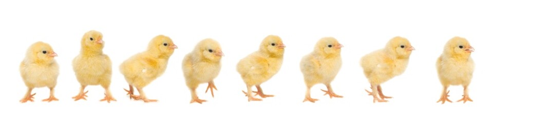 Eight yellow baby chick walking behind each other isolated on a white background