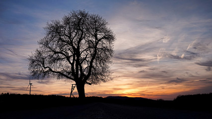 Kastanienbaum beim Sonnenuntergang