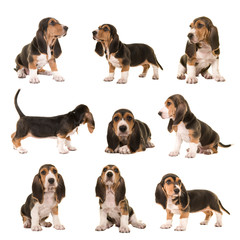 Collage with al kind of postures of basset artesien normand puppy dogs on a white background