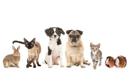 Group of variety of pets and different ages, adult cat, young cat, puppy, older dog, purebred, mixed breed and a guinea pig and a rabbit