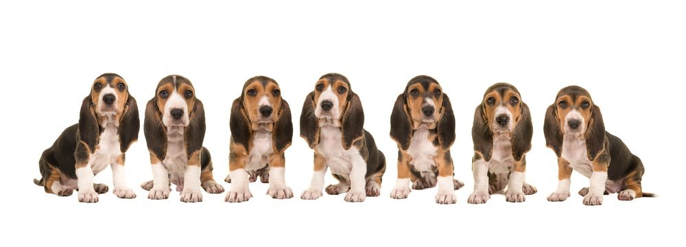 Litter of 7 basset artesien normand puppy dogs sitting in a row next to each other isolated on a white background