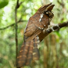Paruh Kodok Bird at Sebangau National Park Central Kalimantan Indonesia