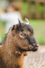 goat, backyard, yard, rural, countryside, animal, village, farm, ranch, young, outdoor, agriculture, country, domestic, mammal, milk, livestock, brown, little, cute, day, summer, small, portrait, whit