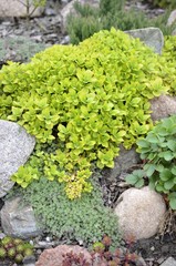 Oregano © Bydlinska