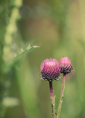 Thistle flowers - close up