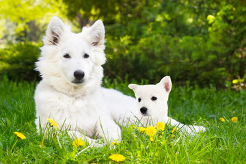 White shepherd puppy on green grass
