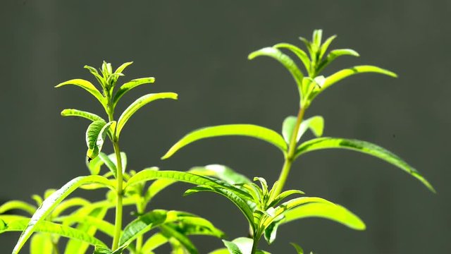 Zitronenverbene im Gegenlicht