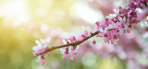 Sakura branch, pink on the background of a bokeh