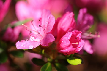 Blüte eines Zwergrhododendrons nach dem Regen