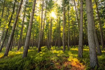 Fresh Forest Sunrise