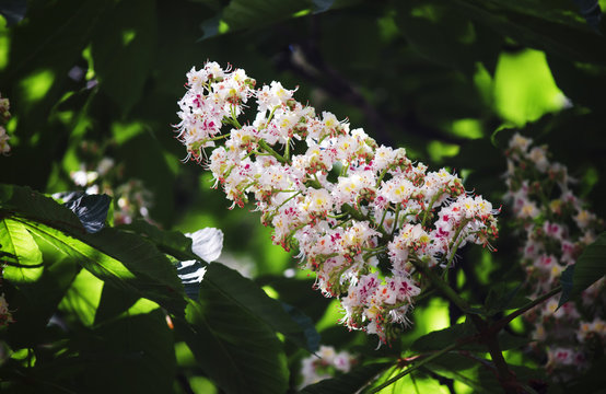 Partially blurred natural background with chestnut flowers, shallow depth of field