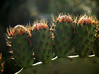 Prickly pears in a row of flowers and thorns