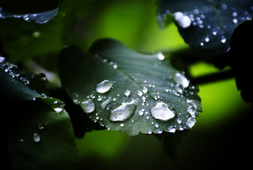 Rain drops on a leaf of a tree, shallow depth of field