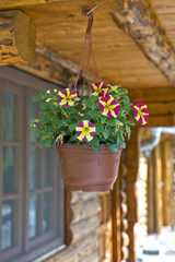 Flowerpot with flowers lilies and violets