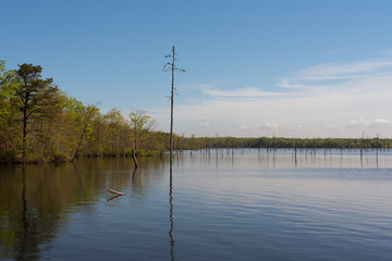 Fototapeta na wymiar Tall Tree in a Lake