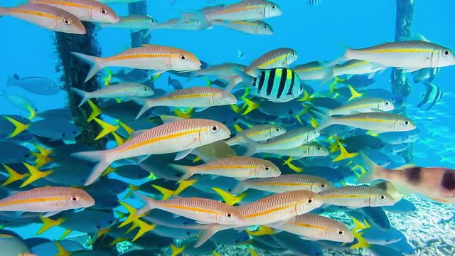 School of barbel and yellow tail fusilier seek shelter under pier pole, Kri Island, Raja Ampat, Indonesia
