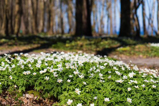 Kwitnące zawilce w lasku, przy plaży, nad morzem Baltyckim