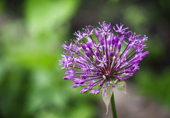 Obraz premium Partially blurred summer natural background with a purple flower, shallow depth of field
