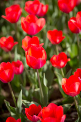 Beautiful red tulips in nature