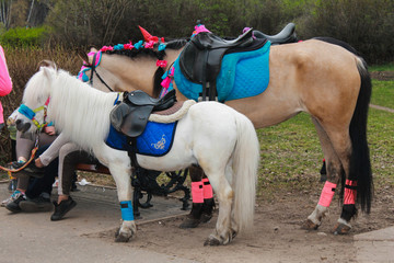 лошадь и пони