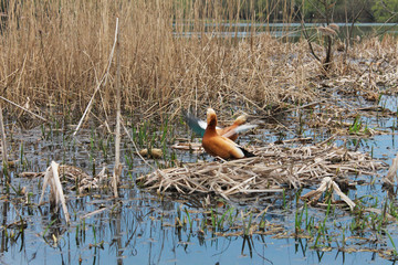 утки на пруду © soniaforyou