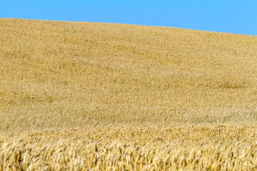 Field of wheat