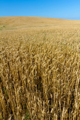 Field of wheat