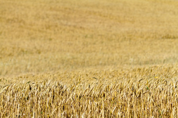 Fototapeta premium Field of wheat