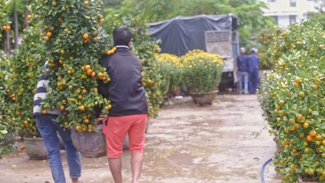 Guys Lift up and Carry Tangerine Tree Pot at Market