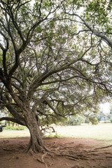  300 year old African Wild Olive tree