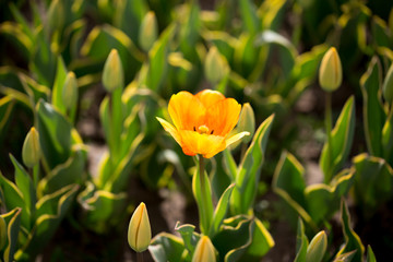 Beautiful yellow tulips in nature