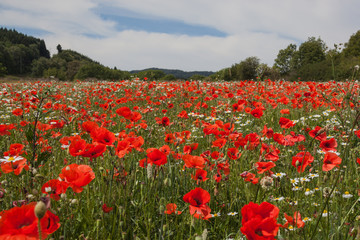 Colorful field of red poppies and white daisies bloomed in the volcans regional natural park in Auvergne with mountain background, France